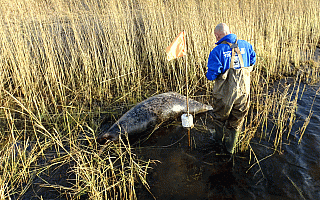 Martwa foka znaleziona koło Starej Pasłęki prawdopodobnie zginęła w rybackiej sieci